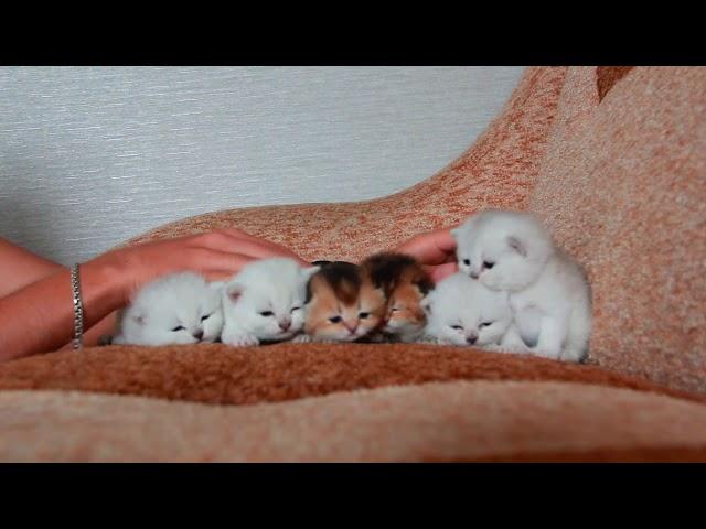 6 kittens