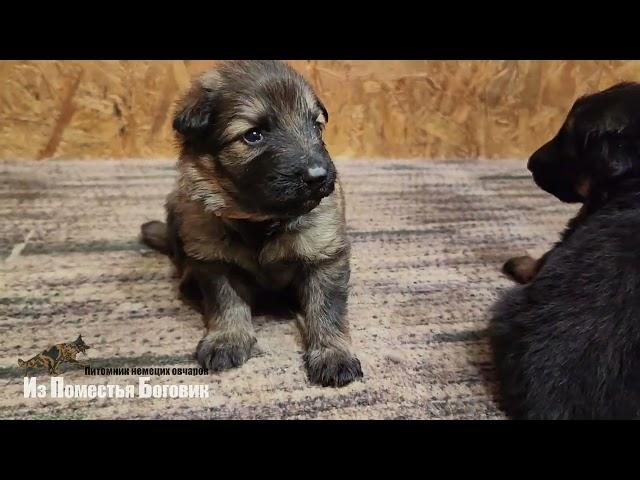 Помет "Г" (19 дней) щенки длинношерстной немецкой овчарки