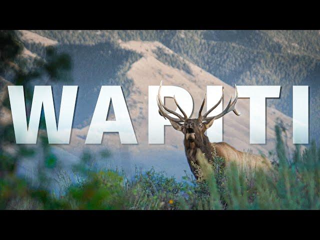 Idaho Archery Elk Hunt | THE ADVISORS: Wapiti