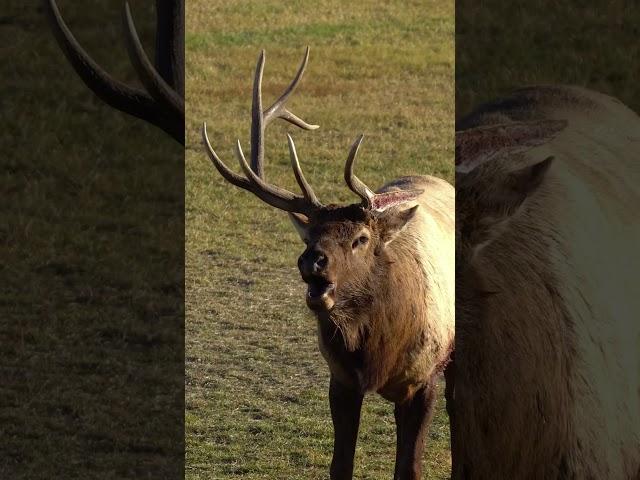 Don’t play with me  #elk #wapiti #mountains #wildlife #hunting #rut #photography