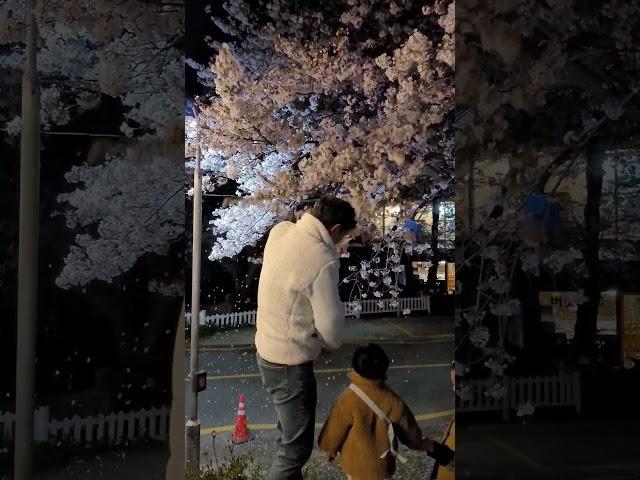 cherry blossom in Korea province #korealife #countrylife #spring #sho