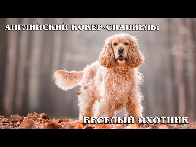 English Cocker Spaniel: A real hunter and a cheerful friend | Interesting facts about dog breeds