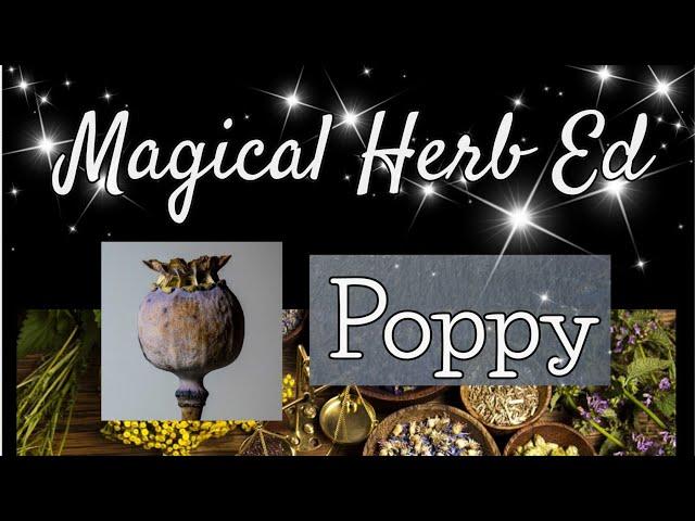 Magic Herb Education - the Poppy