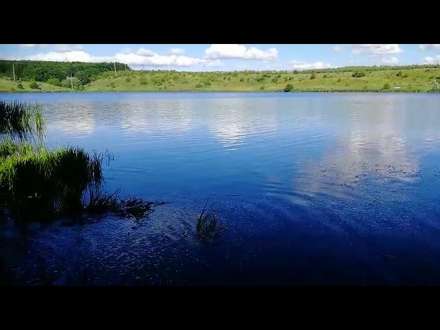 Запуск рыбы в Крещенский пруд. Лето 2020 г.
