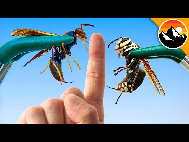 STUNG Twice - Wasp vs. Hornet!