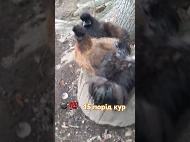Кури Кохінхін Орпінгтон Шовки Віандот chicken Ukraine