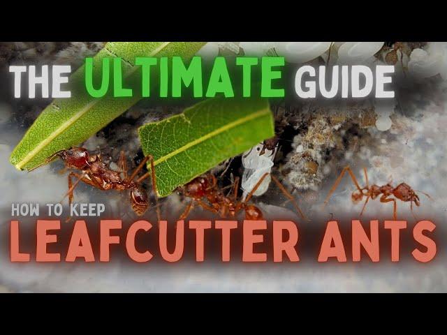 How to Keep Leafcutter Ants: Every Last Detail