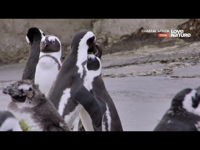 Берега Африки / Coastal Africa 4 серия Залив Алгоа: последнее прибежище африканского пингвина 4К