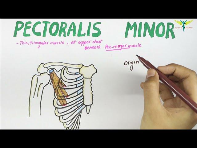 Pectoralis Minor - Muscle | Origin | Insertion | Nerve supply | Action