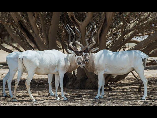 Animals Video | Addax Eating