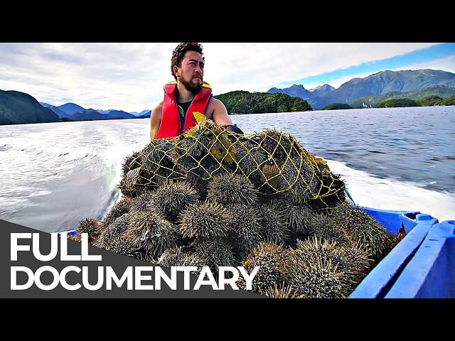 Spiky Gold Hunters: The Perils of Sea Urchin Diving | Free Documentary