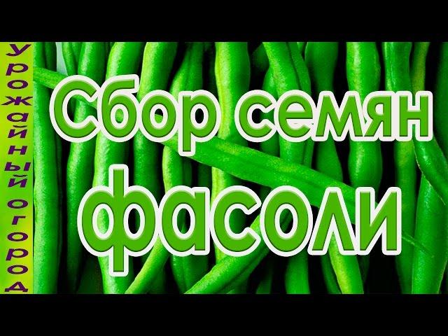 КАК СОБРАТЬ СВОИ СЕМЕНА СПАРЖЕВОЙ ФАСОЛИ