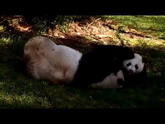704 PANDA MEI XIANG & CUB XIAO QI JI