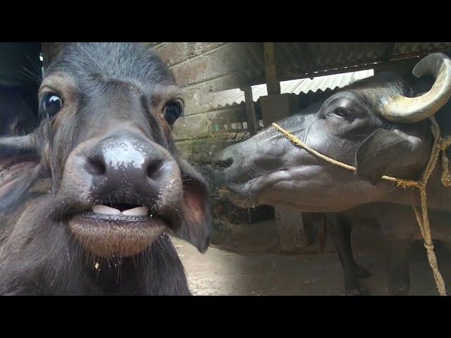 small / big cow and buffalo sound #cow #baffalo #sound #village #bigcow #cute