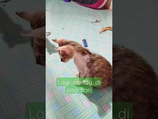 lagi santay fi pagi hari#videoshorts#shorts#kitten#catlover #kucingkampung