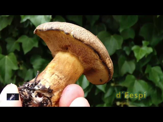 Suillus variegatus-Boletus variegatus-Boleto manchado- (214k60f)