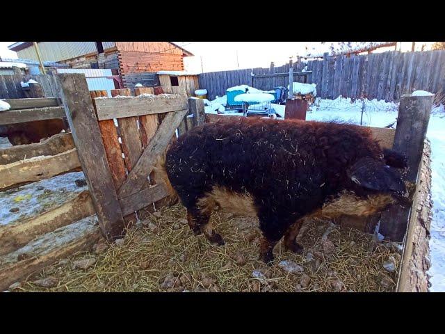 Венгерская Мангалица, уличное  содержание в загоне, круглый год.