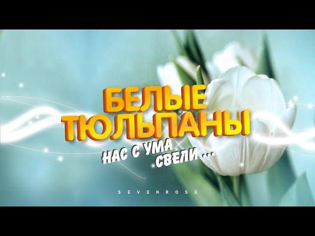 БЕЛЫЕ ТЮЛЬПАНЫ - ВЕСТНИКИ ЛЮБВИ / гр. SEVENROSE и Алевтина Бердникова / Версия 2023