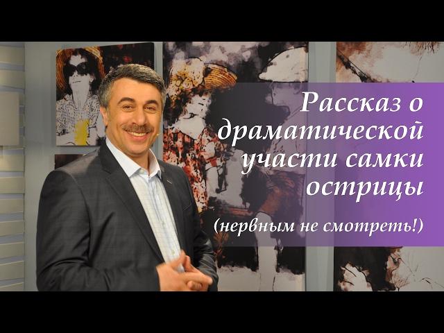 Рассказ о драматической участи самки острицы (нервным не смотреть!) - Доктор Комаровский