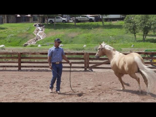 GROUND WORK IS ESSENTIAL TO A WELL BEHAVED HORSE