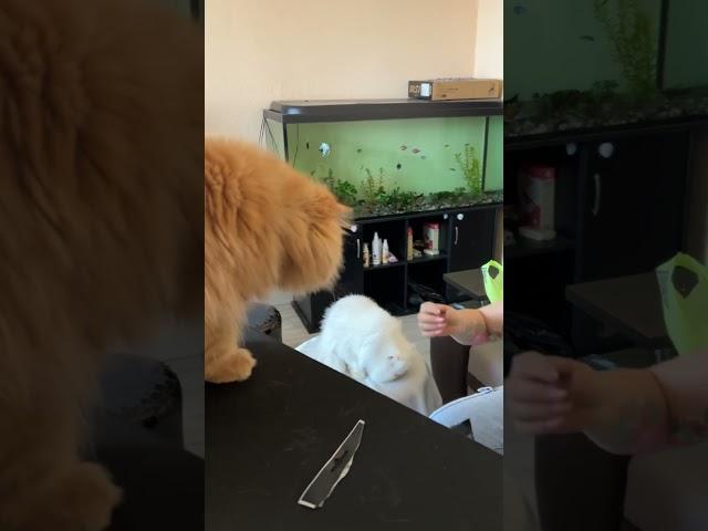 Ginger & Snowflake / cute funny cats / gatos / gatti / chats / katzen / katten / koty / котики