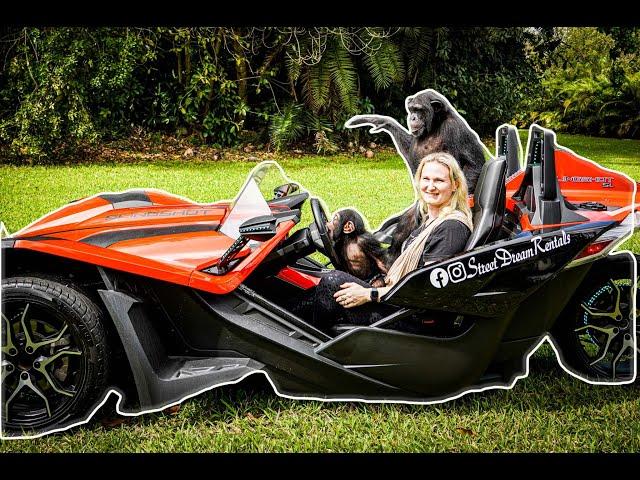 Chimpanzee Test Drives 2021 SlingShot| Myrtle Beach Safari