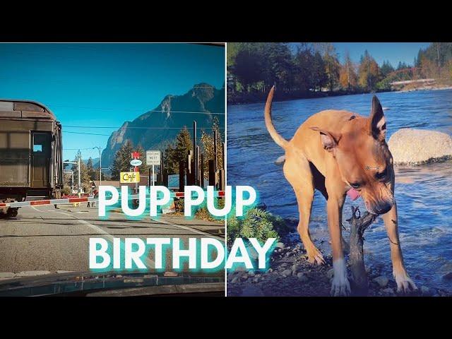 A Chill PUP B-DAY with 7 yr old Pitbulls + Transitioning to NOVEMBER