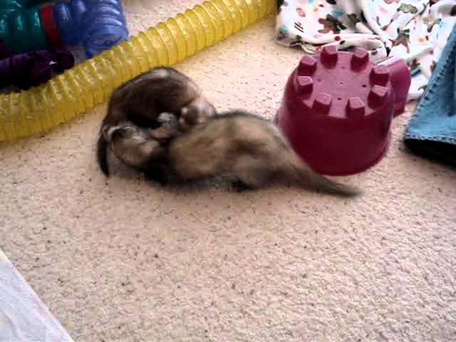 Our ferrets Penny and Fisher playing together - 12/9/2008