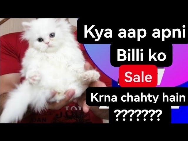 How to sale persian kittens faster | 5 best tips for selling cats  fast |Urdu | Hindi