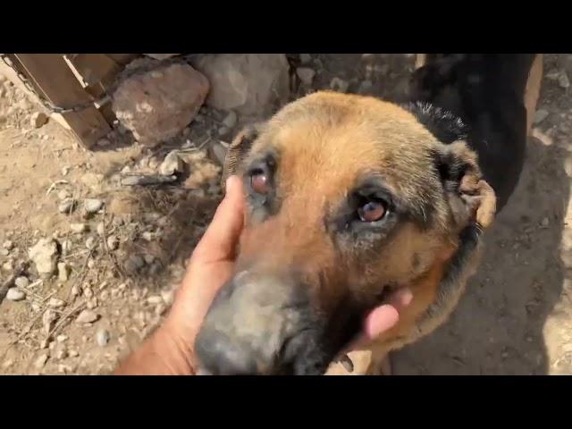 Rescuing a German Shepherd and her Puppies! - Takis Shelter
