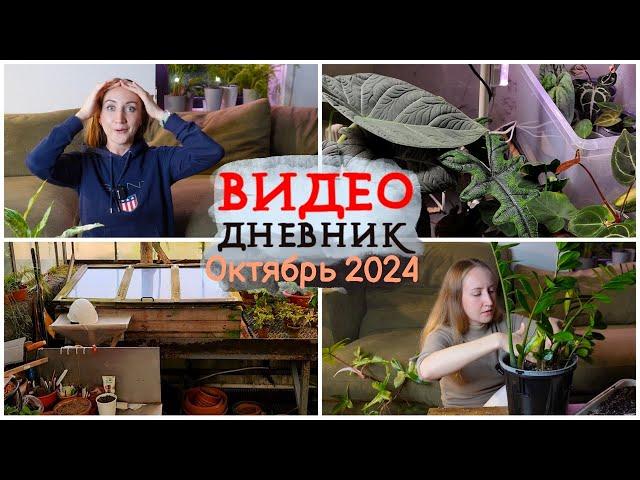 ВИДЕОДНЕВНИК цветовода | Октябрь 2024