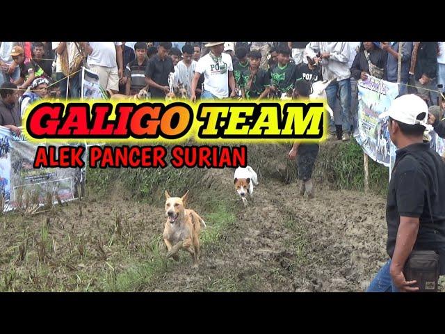 GALIGO TEAM‼️ BURU ALEK PANTAI CERMIN SURIAN