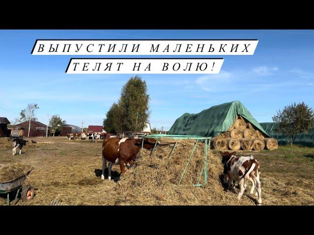 Готовимся к первой поставке в Москву! Самостоятельно обезрожили козочек! Наша деревенская жизнь!