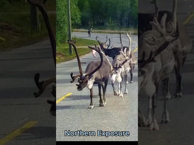 Caribou walking in northern Finland #caribou #finlandia #scandinavia