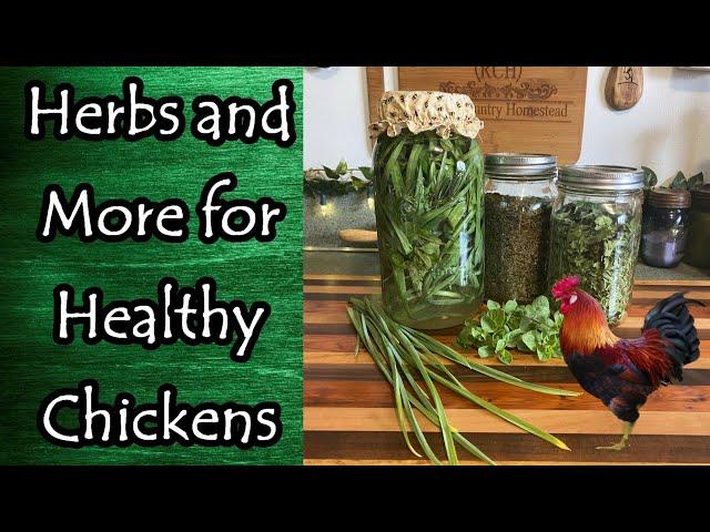 Herbs and More for Healthy Chickens