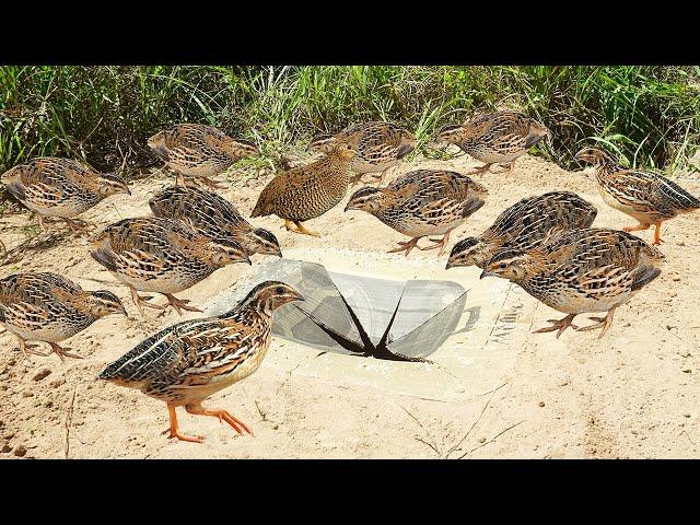 Creative Quail Bird Trap Make From Box Bass & Deep Hole