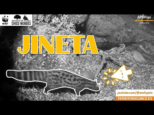 Jineta en La Tinajilla. Noviembre de 2023. Territorio Lince. #jineta