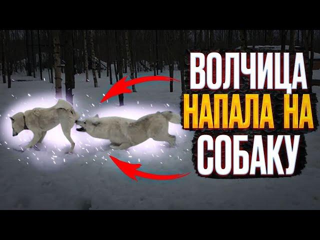 Арктическая ВОЛЧИЦА НАЧАЛА ДУШИТЬ СОБАКУ  Волк Акела впорыве ревности показал кто в ПАРКЕ ХОЗЯИН!