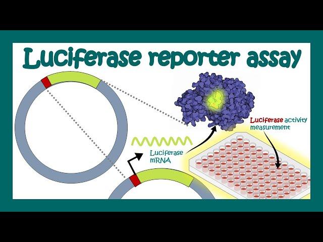 Luciferase reporter assay | What is luciferase assay used for? | Applications of Luciferase assay