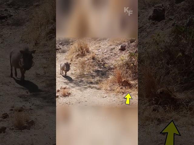 Leopard vs Warthog: A Battle in the Tall Grass