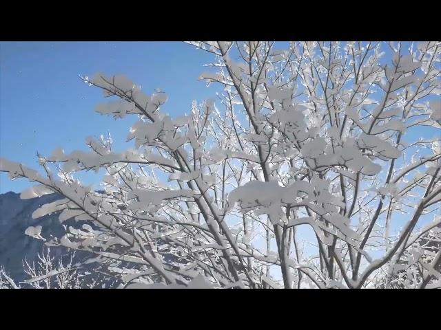 Футаж  Зимний солнечный день️ Winter Day Background