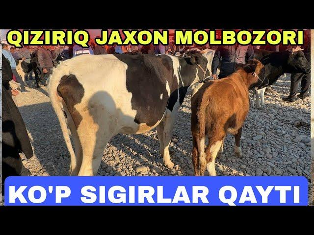 SOG'IN SIGIRLAR VA G'UNAJIN BUZOVCHALAR NARXLARI SURXONDARYO QIZIRIQ JAXON MOLBOZORI