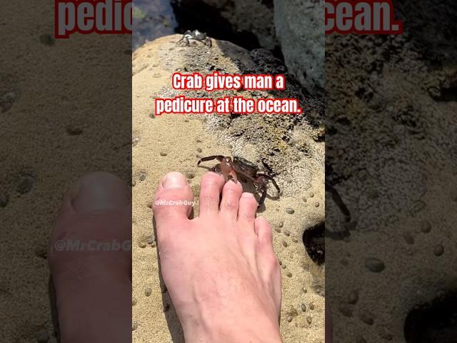 Crab gives man a PEDICURE at the ocean