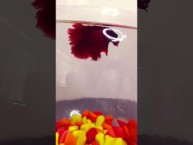 My betta fish