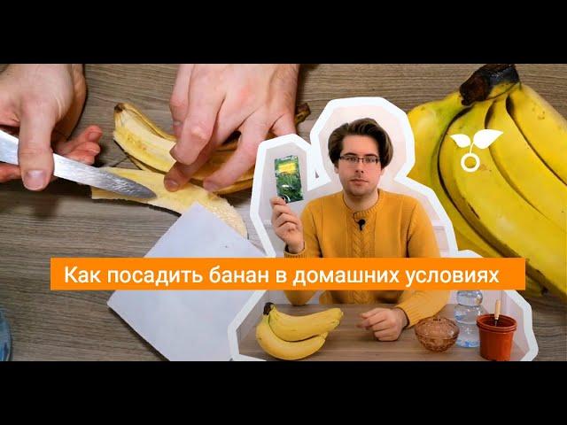 Как посадить банан в домашних условиях
