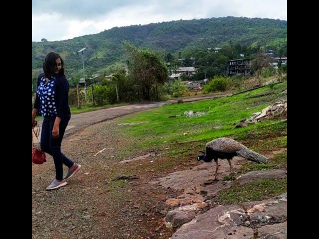 Wild Peacock  | Travel vlog