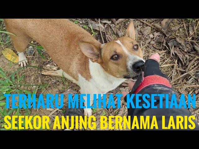 MOMENT MENGHARUKAN SEEKOR ANJING BERTEMU MAJIKANYA SETELAH TERPISAH SELAMA 6 BULAN LAMANYA