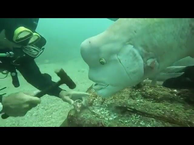 Fish With A Human Face Was Curious About What Diver Was Doing!