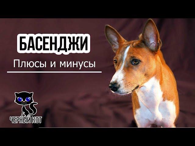  Басенджи: плюсы и минусы породы, которые, вероятно, ожидают будущего владельца