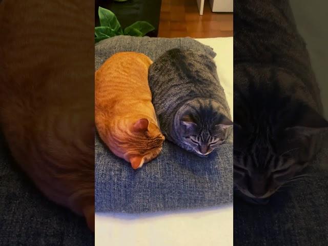 ЭТИ КОШКИ ВЛЮБЛЕНЫ #catshorts #catsusa #babyanimal #catlover  #babycat #babypet #cute #catselife